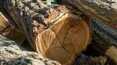 Tahta kütük. Tahta kütükler. Ağaçları kesin. Yakacak odun topluyorum. Ağaç bölümü