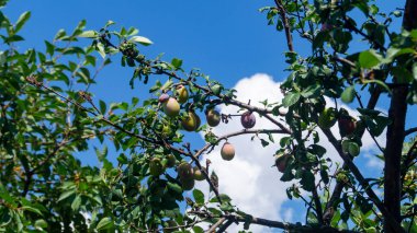 Daldaki erik. Ağaçta bir erik yetişir.