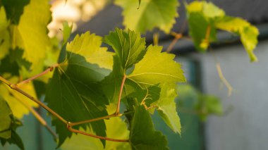 Üzüm yaprakları. Akşam ışığında üzüm yaprakları