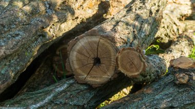 Tahta kütükler. Ağaçları kesin. Tahta kütükler çimenlerde yatar.