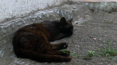 Kara kedi. Evsiz bir kedi uyuyor. Dışarıda siyah bir kedi uyuyor.