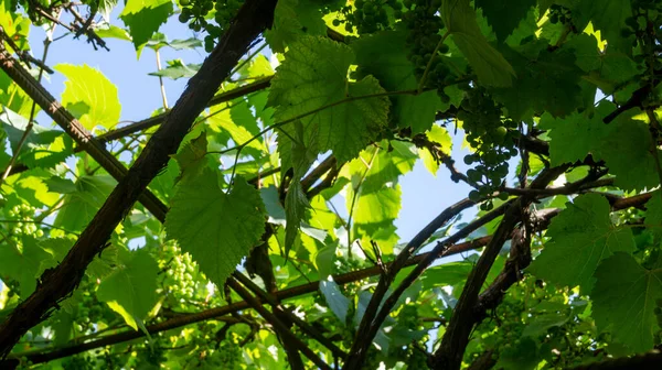Grape. Grape bush. Green grape leaves. Grapes grow on an arch. Grapes on the background of the blue sky