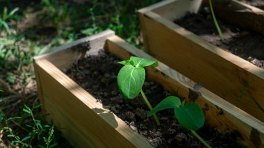 Bitki filizleri. İki yapraklı genç bir bitki. Kök ve iki yaprak. Genç bir bitkinin yaprakları.