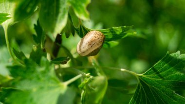 Kabuk yaprağa yapıştı. Yaprağın üzerindeki bir kabuk. Güneş ışığında deniz kabuğu