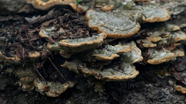 Ağaç kütüğünden bir mantar çıkar. Parazit mantarı. Düz bir mantar ağaçtan yetişir. Düz mantar, yakın plan.