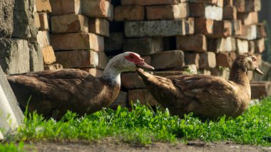 Evcil ördekler yakın plan. Bahçesinde beyaz bir boynu olan yerel ördekler. Ördekler avluda
