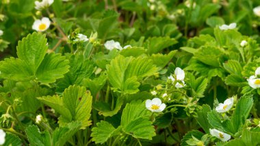 Çilek tarlası. Çiçek açan çilek tarlası. Genç çilek filizleri.