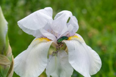 Beyaz bir çiçeğin içinde büyük yeşil bir böcek. Yeşil böcek ve beyaz çiçek. Cetonia aurata. Yeşil böcek, yakın plan.