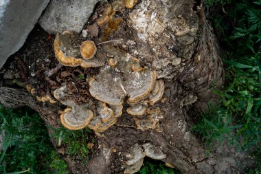 Ağaç kütüğünden bir mantar çıkar. Parazit mantarı. Düz bir mantar ağaçtan yetişir. Düz mantarlı yakın plan. Düz mantarlar üst görünüm