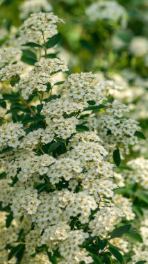 Beyaz çiçek çalısı. Gün ışığında küçük beyaz çiçeklerden oluşan bir çalı. Güneş ışığında beyaz çiçekler