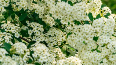 Beyaz çiçek çalısı. Gün ışığında küçük beyaz çiçeklerden oluşan bir çalı. Güneş ışığında beyaz çiçekler