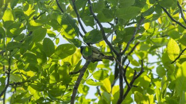 Bir serçe ağaç dalında oturur. Mavi gökyüzünün arka planında küçük bir kuş.