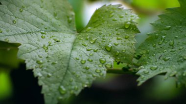 Yeşil üzüm yaprağının üzerindeki su. Üzüm yapraklarının üzerine yağmur damlası. Yağmurdan sonra üzüm yaprağının yakın plan görüntüsü
