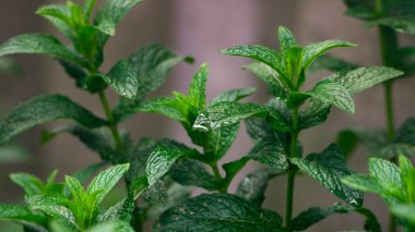 Yakın plan darphane. Yağmurdan sonra nane çalısı. Nane yapraklarının yakın plan çekimi