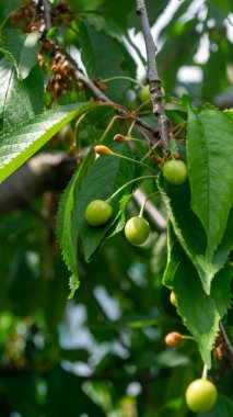 Ağaç dalında yeşil kiraz. Olgunlaşmamış böğürtlen dalında. Bir dalda yeşil kiraz meyvesi