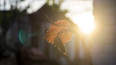 Güneş ışığında üzüm yaprağı. Arka planda batan güneşle birlikte taze üzüm yaprakları var.