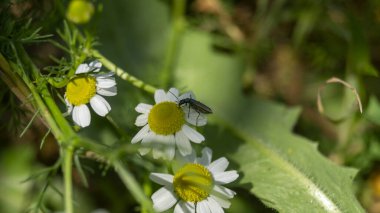 Çimlerin arasında papatyalar. Gölgede papatyalar. Gün ışığında papatya yaprakları. Vahşi doğada çiçekler