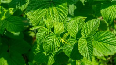 Gün ışığında ahududu yaprakları. Gün ışığında ahududu çalıları. Güneş ışığındaki yapraklardan oluşan arkaplan