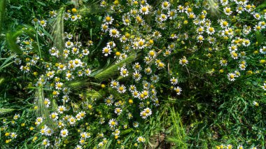Güneş ışığında papatyalar. Tarlada vahşi papatyalar. Papatya çalısı manzaralı. Papatyalı arka plan
