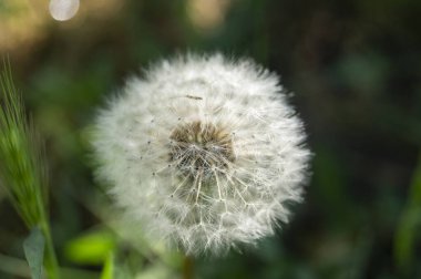 Beyaz bir karahindibanın yakın çekimi. Karahindiba tohumları. Çiçek açmış bir karahindiba. Karahindibanın beyaz çiçeği