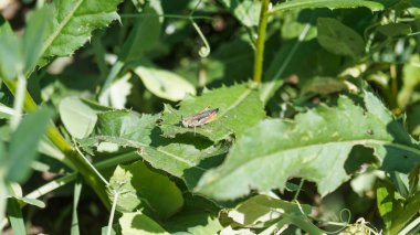 Yaprağın üzerinde bir cırcır böceği. Bir cırcırböceğinin yakın çekimi. Vahşi doğadaki böcekler. Bitki yaprağında bir böcek.    