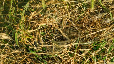 Kuru ot. Kuru ot arka planı. Çimleri yakın plan kurut. Çimleri biçmek.