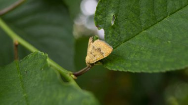 Sarı kelebek. Sarı kelebek ve yeşil yapraklar. Sarı kanatlı bir böcek. Sarı kanatlı bir böcek.