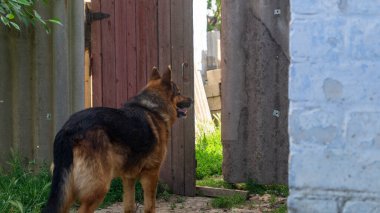 Köpek ahşap kapının yanında duruyor. Alman kurdu. Alman çoban köpeği dikiz aynası