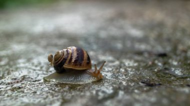 Yağmurlu bir günde bir salyangoz. Salyangoz ve su var. Bir salyangozun yakın çekimi. Duvarda sürünen bir salyangoz. Doğadaki salyangozlar. Yağmur sırasında doğa