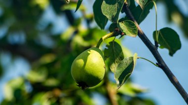 Yeşil bir armut. Ağaç dalında bir armut. Gün ışığında bir armut