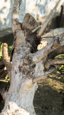 Kurumuş bir ağaç. Kütük ağacı. Kabuksuz bir ağaç