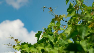 Üzüm yaprakları. Mavi gökyüzünün arka planında yeşil üzüm yaprakları. Mavi gökyüzü ve üzüm yaprakları