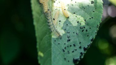 Yaprağın üzerindeki tırtıllar. Tırtıllar ipek örer.