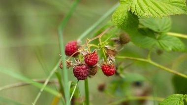Kırmızı çilek. Ahududu. Ahududu çalısı. Olgun ahududu
