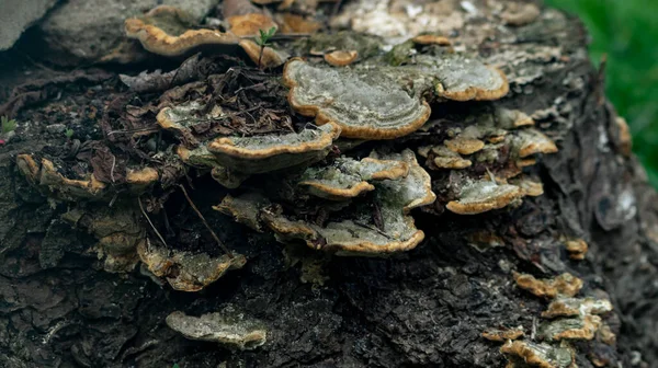 Mushroom Grows Tree Stump Parasite Fungus Flat Mushroom Grows Tree — Stock Photo, Image