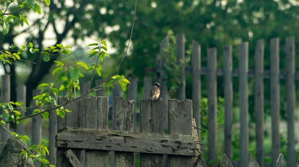一只小鸟坐在栅栏上 阳光下的小鸟 麻雀坐着 — 图库照片