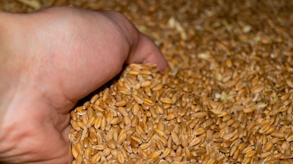 stock image Wheat grains close-up. Wheat grain. A hand rakes wheat grains. Wheat grains fall from the hand. Grains in hand