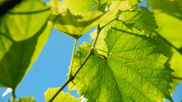 Grape leaves in sunlight. Green grape leaves close-up. Grapes grow on an arch. Grape arch. Cultivation of home grapes. Grape vine in sunlight