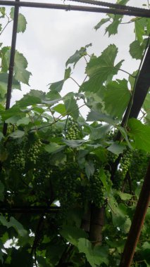 Bir demet yeşil üzüm. Yeşil üzümler. Asmada yeşil üzümler