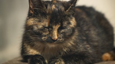 Sarı-siyah bir kedi midesinde yatıyor. Sarı ve siyah bir kedinin portresi