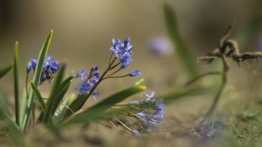 Küçük mor bir çiçek. Genç mor çiçek