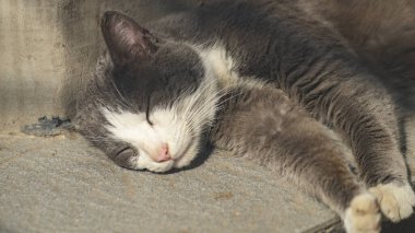 Gri ve beyaz bir kedi yan yatar. Gri ve beyaz bir kedi uyuyor ve gün ışığında güneşleniyor. Bir kedinin portresi