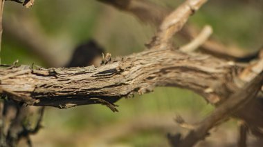 Güneşte kalmış eski bir sarmaşık. Üzüm lifleri. Üzüm üzümünün makro fotoğrafı