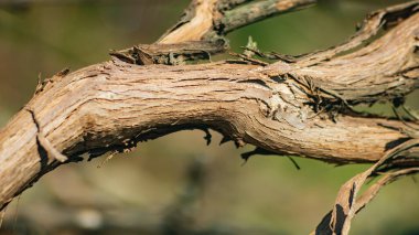 Güneşte kalmış eski bir sarmaşık. Üzüm lifleri. Üzüm üzümünün makro fotoğrafı