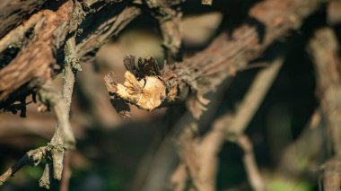 Kuru üzüm kes. Güneşin altında kuru sarmaşık