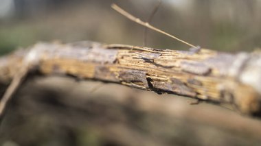 Güneşte kalmış eski bir sarmaşık. Üzüm lifleri. Üzüm üzümünün makro fotoğrafı