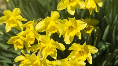 Güneş ışığında sarı çiçekler. Sarı nergislere yakın. Güneş ışığındaki nergisler. Arı ve sarı nergis