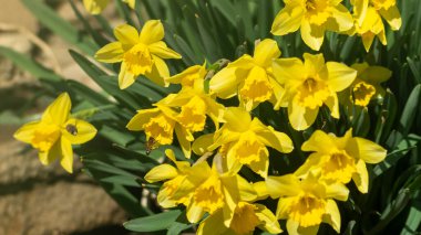 Güneş ışığında sarı çiçekler. Sarı nergislere yakın. Güneş ışığındaki nergisler. Arı ve sarı nergis