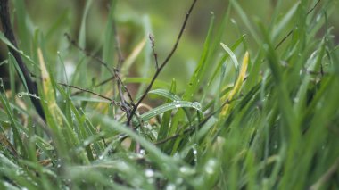 Yağmurdan sonra yeşil çimenler. Çimlerin üzerine yağmur damlaları. Yağmur damlaları
