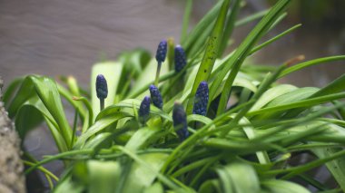 Küçük mavi çiçekler bir su birikintisinin yanında yetişir. Yağmurda mavi çiçekler. Bitkilerin yanında bir su birikintisi